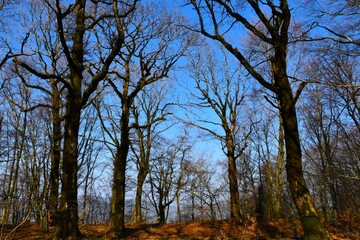 Mayestic oak trees in a forest at Rodik mythical park in Primorska, Slovenia