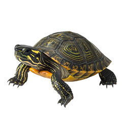 Fototapeta premium Turtle PNG
