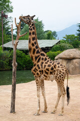 Obraz premium A beautiful giraffe near a farm