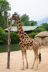 A beautiful giraffe near a farm