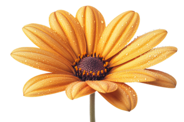 Vibrant orange flower with dew on transparent background