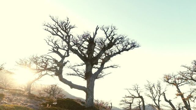 tree in the fog