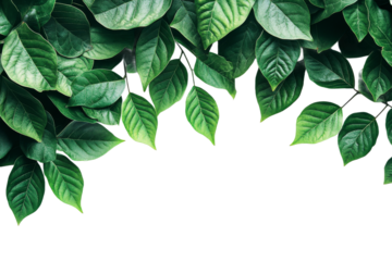 Lush green leaves arranged on a transparent background