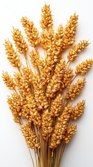 Close-up of a bunch of golden wheat stalks isolated on a white background representing abundance and harvest
