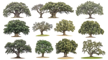 Fototapeta premium Assorted trees, foliage, on white. Use nature study