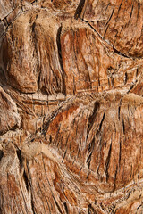 Bark of palm. Texture of bark of palm tree background. Close up texture and natural patterns, rustic background perfect for design projects. Abstract summer background. Top view. Mock up.