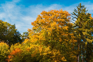 Fototapeta premium Autumn or indian summer view at Pilgramsberg, Rattiszell, Straubing-Bogen, Bavarian Forest, Bavaria, Germany