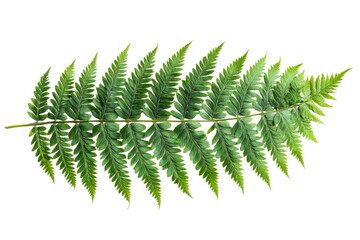 Vibrant green fern leaf with transparent background
