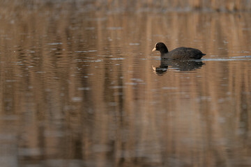Black coot bird and lake surface.
