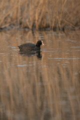 Black coot bird and lake surface.

