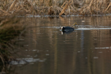 Black coot bird and lake surface.
