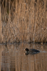 Black coot bird and lake surface.

