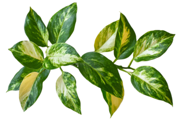Green and yellow leaves on clear background