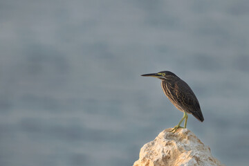 Striated Heron perched on limestone rock at Busaiteen coast, Bahrain