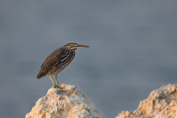 Striated Heron perched on limestone rock at Busaiteen coast of Bahrain