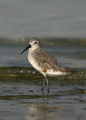 Curlew Sandpiper at Busaiteen coast of Bahrain