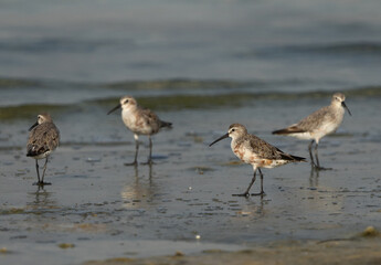 Curlew Sandpipers at Busaiteen coast of Bahrain