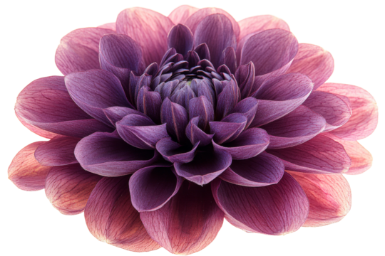 Purple layered flower on clear background