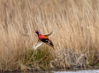 Close up of colorful flying up Pheasant Rooster, Phasianus colchicus, with spread wings and long tail and white neck ring against blurred background of winters brown reedplants