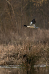 A male Greater Guineafowl flying over a pond.

