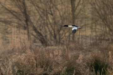 A male Greater Guineafowl flying over a pond.
