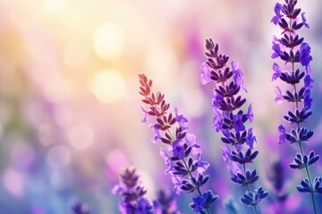 Naklejka premium Stunning Blue Vervain Blooms: Beautiful Purple Flowers with Blurred Background for Text Enhancement