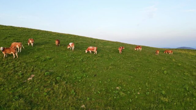 Aerial view of serene green pasture with grazing cows under a blue sky, Sommeralm, Passail, Styria, Austria.