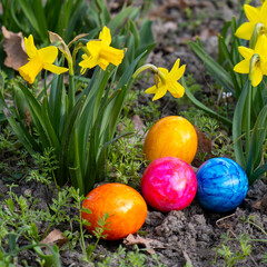 Farbige Ostereier vor Narzissen