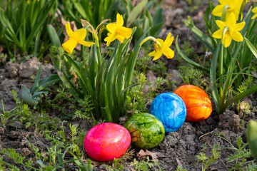 Farbige Ostereier vor Narzissen