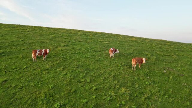 Aerial view of a serene cow pasture with grazing cattle in a verdant landscape, Sommeralm, Styria, Austria.