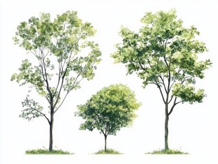 Three Green Trees Watercolor Illustration on White Background