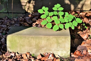 Fototapeta premium Verdant sprout on weathered stone in an autumnal leaf landscape
