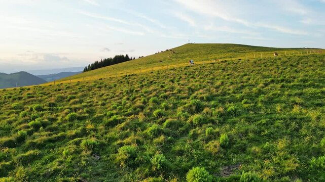 Aerial view of serene cow pasture with grazing cattle and lush green hills, Sommeralm, Styria, Austria.