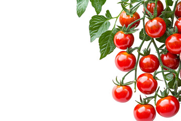 Fresh red tomatoes hanging from a green vine