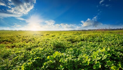 Naklejka premium St Patricks Day Field Full of Green Clovers with Beautiful Blue Sky and Clouds