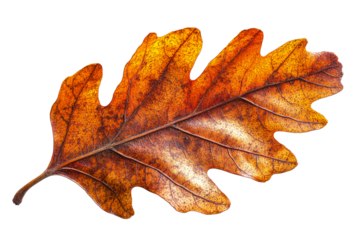 Oak leaf displaying vibrant autumn colors and details