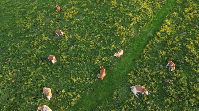Aerial view of a serene pasture with grazing cows in a peaceful rural landscape, Sommeralm, Styria, Austria.