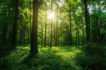 Naklejka premium A sunny day in a forest with sunlight filtering through the trees