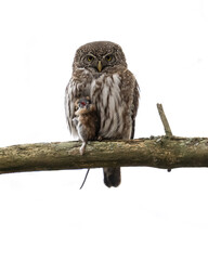 Pygmy owl with a mouse in the forest