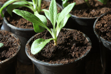 Gardening concept. Young seedling of artichokes growing in pot