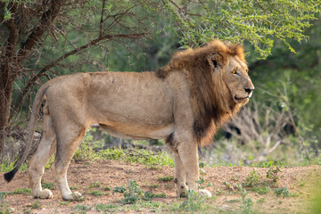 Big Cats