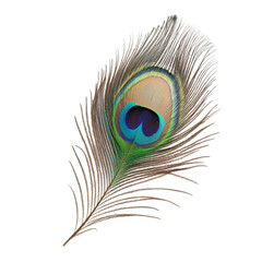 Obraz premium Peacock Feather Image: High-Res Download