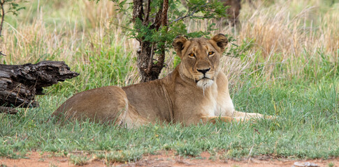 Big Cats