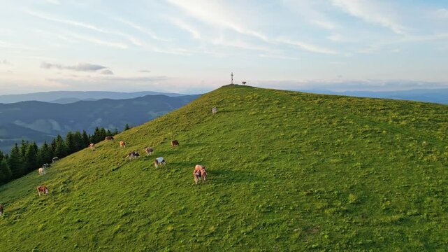 Aerial view of serene cow pasture with grazing cattle and lush greenery, Sommeralm, Styria, Austria.