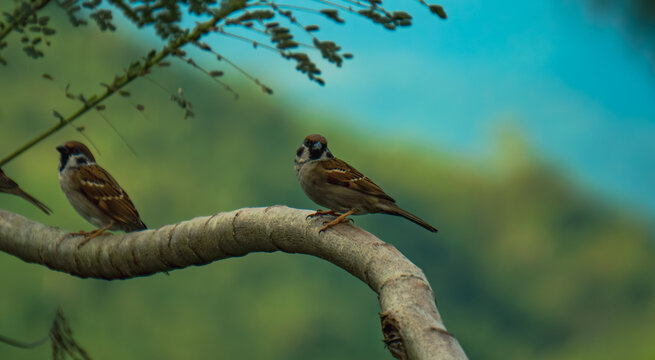 two sparrows perched on a tree branch at treasure mountain, tanay, philippines