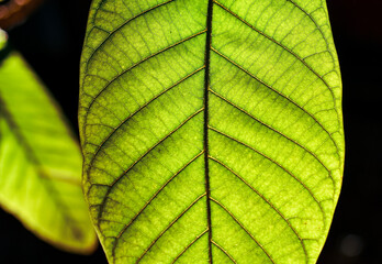 green leaf background