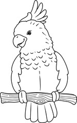 cockatiel exotic pet