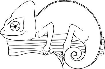 chameleon exotic pet © Je