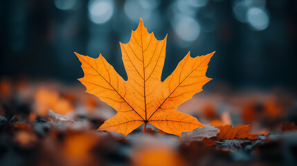 Fototapeta premium Maple leaf glowing golden orange on blurred forest floor during autumn season. Natural fall foliage with bokeh background for seasonal concept