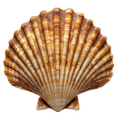 Obraz premium shells isolated